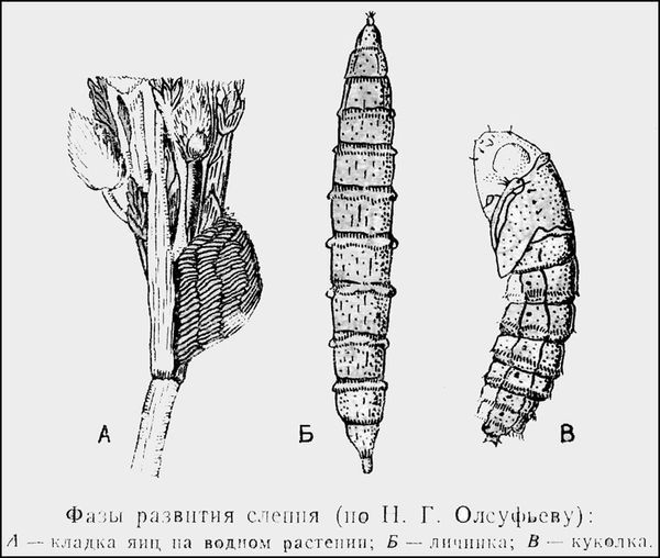 Защита от гнуса - pic_7.jpg