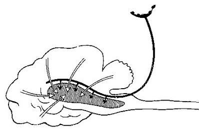 Иван Петрович Павлов (1849 —1936 гг.) - img_55.jpg