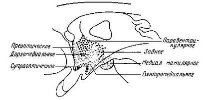 Иван Петрович Павлов (1849 —1936 гг.) - img_57.jpg