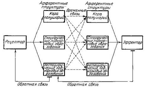 Иван Петрович Павлов (1849 —1936 гг.) - img_69.jpg