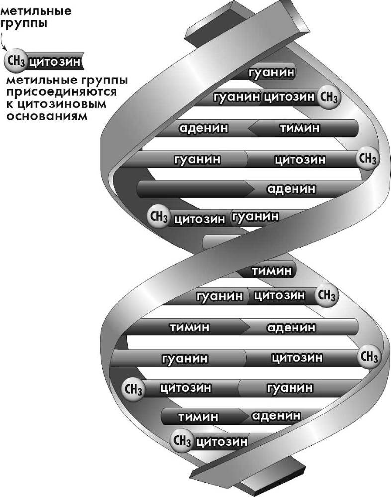 Супергены. На что способна твоя ДНК? - i_003.jpg