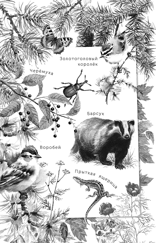 Воробьишко. Рассказы с вопросами и ответами для почемучек - _002.png