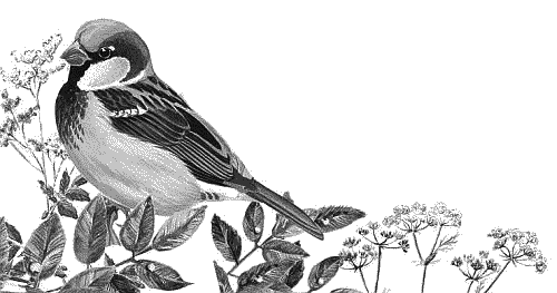 Воробьишко. Рассказы с вопросами и ответами для почемучек - _008.png