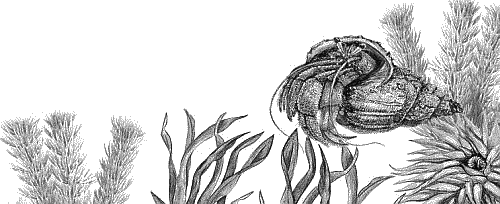 Воробьишко. Рассказы с вопросами и ответами для почемучек - _019.png