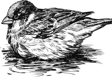 Воробьишко. Рассказы с вопросами и ответами для почемучек - _037.png