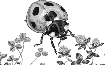 Воробьишко. Рассказы с вопросами и ответами для почемучек - _050.png