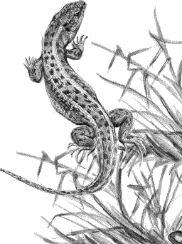 Воробьишко. Рассказы с вопросами и ответами для почемучек - _067.png