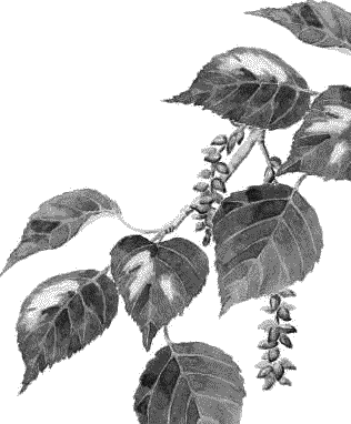 Воробьишко. Рассказы с вопросами и ответами для почемучек - _109.png