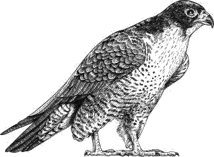 Воробьишко. Рассказы с вопросами и ответами для почемучек - _153.png