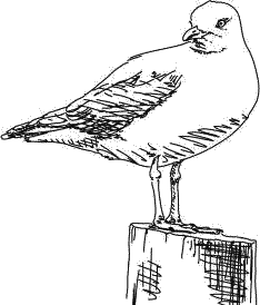 Воробьишко. Рассказы с вопросами и ответами для почемучек - _157.png