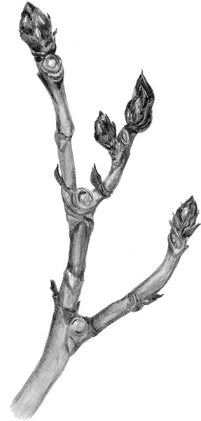 Мильтон и Булька. С вопросами и ответами для почемучек - _049.jpg