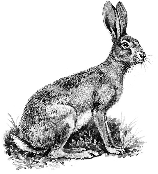 Мильтон и Булька. С вопросами и ответами для почемучек - _055.jpg