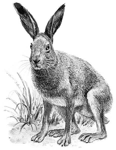 Мильтон и Булька. С вопросами и ответами для почемучек - _056.jpg