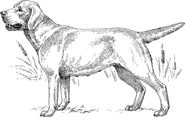 Мильтон и Булька. С вопросами и ответами для почемучек - _079.jpg