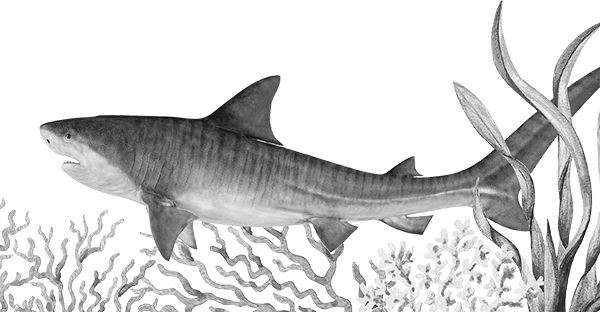 Мильтон и Булька. С вопросами и ответами для почемучек - _135.jpg