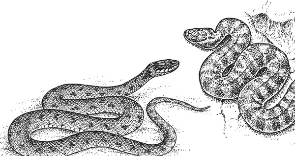 Мильтон и Булька. С вопросами и ответами для почемучек - _139.jpg