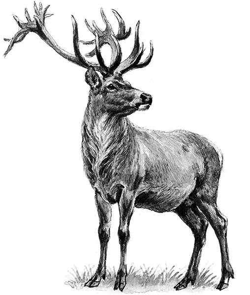 Мильтон и Булька. С вопросами и ответами для почемучек - _143.jpg