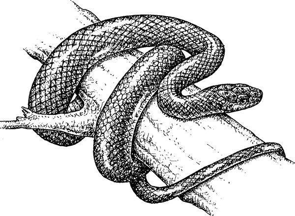 Мильтон и Булька. С вопросами и ответами для почемучек - _144.jpg