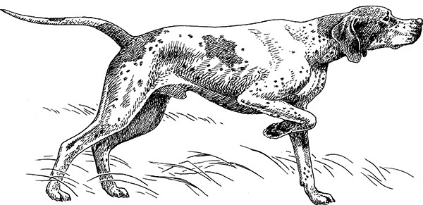 Мильтон и Булька. С вопросами и ответами для почемучек - _158.jpg