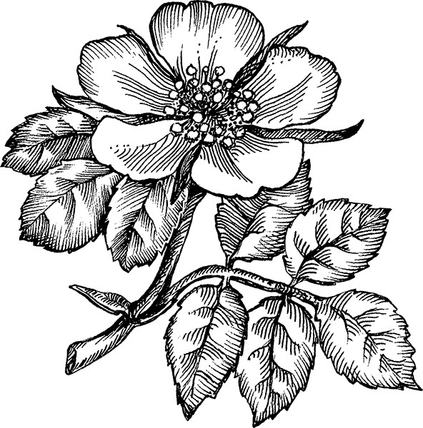 Мильтон и Булька. С вопросами и ответами для почемучек - _169.jpg