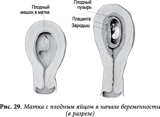 Квантовая биомеханика тела. Методика оздоровления опорно-двигательного аппарата человека. Часть II - _21.jpg