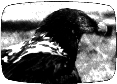 В мире животных 3 - i_017.png