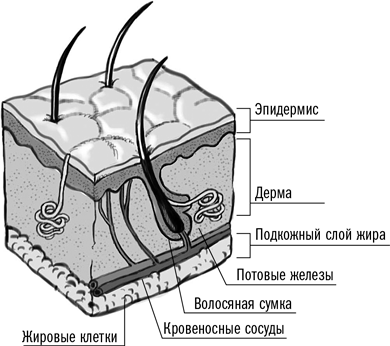 Первая помощь своими руками: Если скорая не спешит - i_003.png