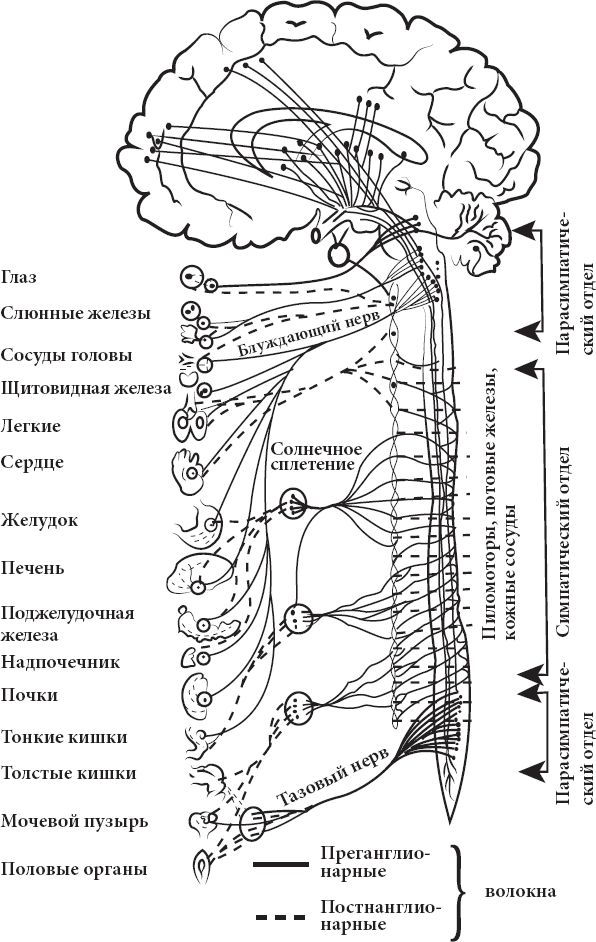 Справочник по лечебному массажу и самомассажу (от диагноза к лечению) - _3.png