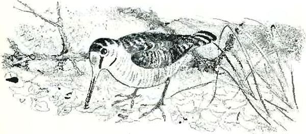 Кладовая солнца - i_008.jpg