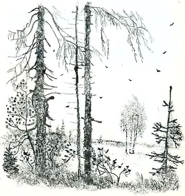 Кладовая солнца - i_019.jpg