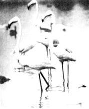 Разум побеждает: Рассказывают ученые - i_032.jpg