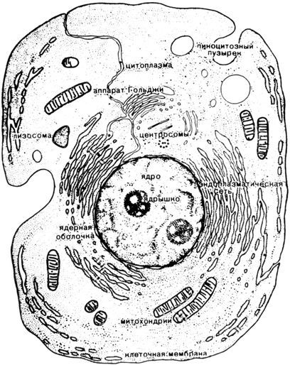 Разум побеждает: Рассказывают ученые - i_049.jpg