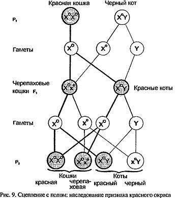 Кошки. Генетика и племенное разведение - _09.jpg