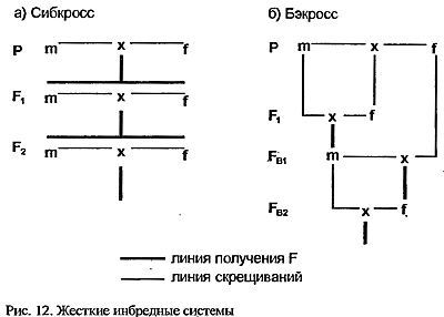 Кошки. Генетика и племенное разведение - _12.jpg