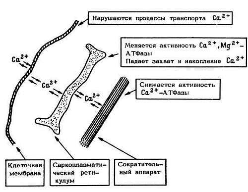 Старение и увеличение продолжительности жизни - _16.jpg