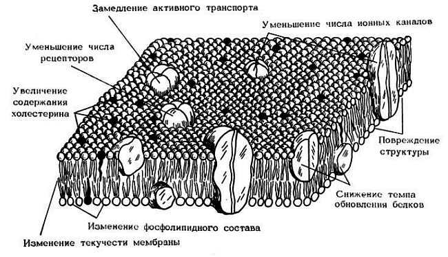 Старение и увеличение продолжительности жизни - _17.jpg