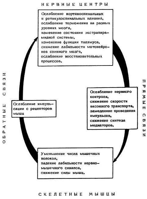 Старение и увеличение продолжительности жизни - _23.jpg