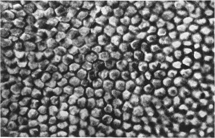 Девять цветов радуги - i_077.jpg