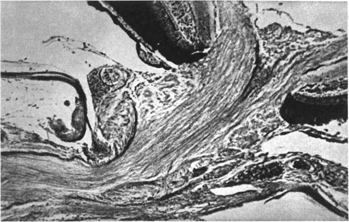 Девять цветов радуги - i_078.jpg