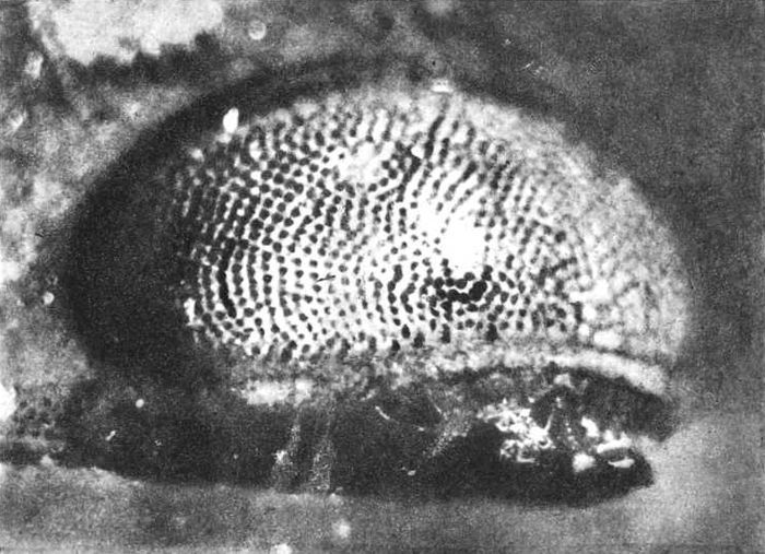 Девять цветов радуги - i_079.jpg