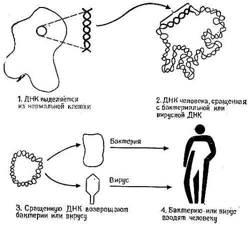 Да сгинет смерть! Победа над старением и продление человеческой жизни - _11.jpg