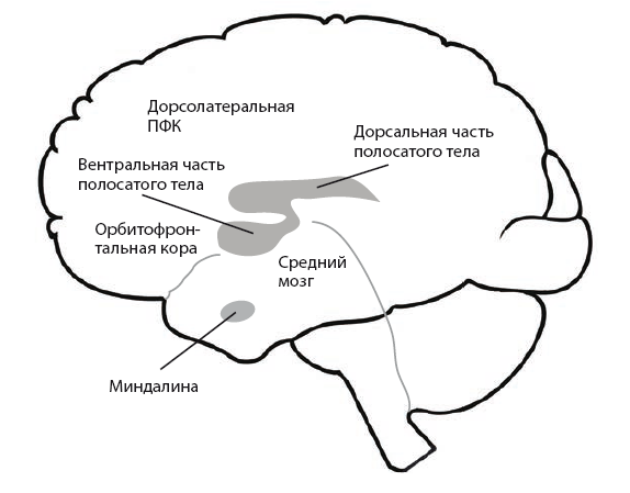 Биология желания. Зависимость — не болезнь - i_001.png