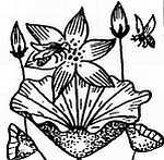 Пчелы и медицина - _02.jpg_0