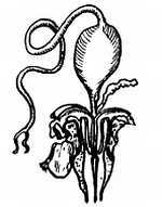 Пчелы и медицина - _21.jpg_0