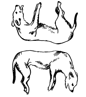 Головоломки профессора Головоломки. Сборник загадок, фокусов и занимательных задач - i_009.png