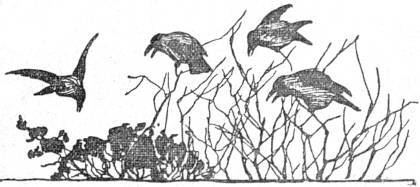 Белолобый - _007.jpg