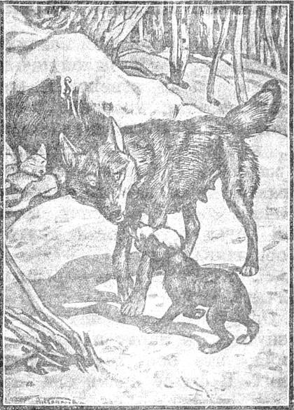 Белолобый - _008.jpg