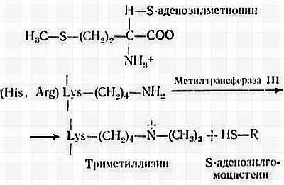 Биохимия старения - _20.jpg