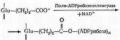 Биохимия старения - _21.jpg