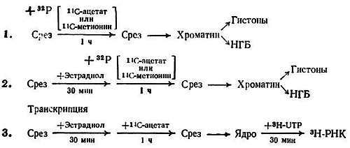 Биохимия старения - _22.jpg